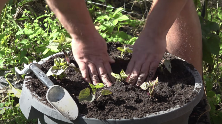 person planting sweet potato slips