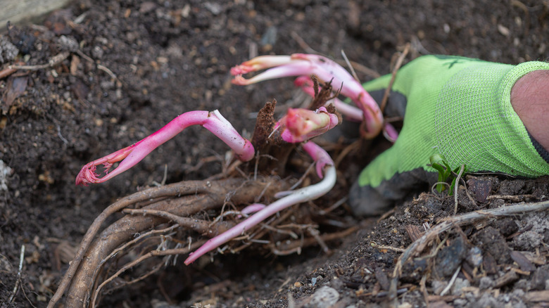 planting peony roots