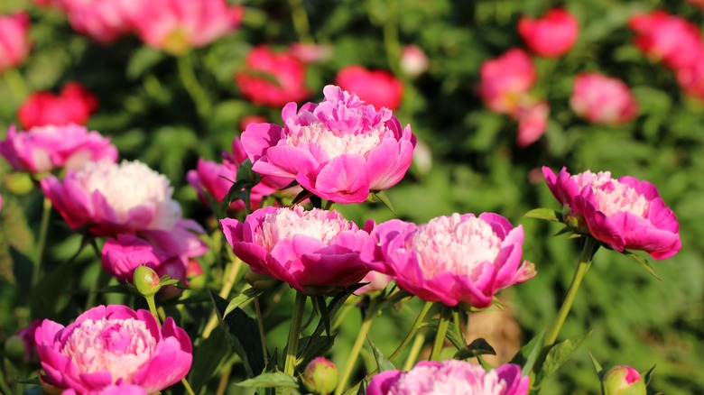 peony flowers in bloom