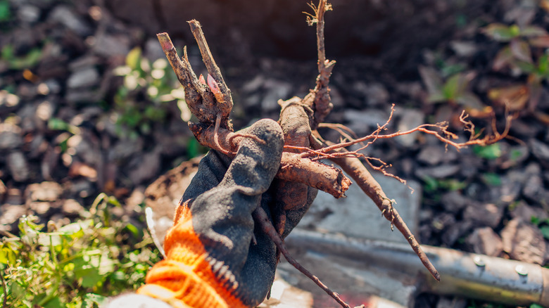 gardener holding peony roots