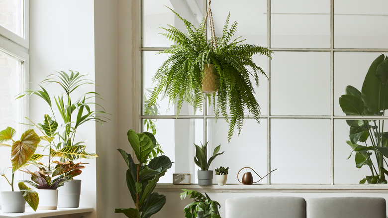 Houseplants in natural light