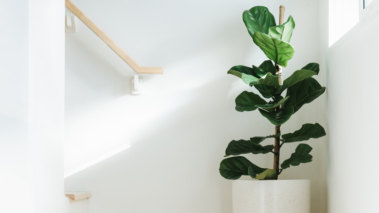 dark green plant in corner of stairs