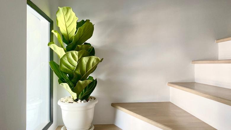 fiddle leaf fig tree in white pot