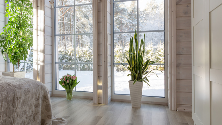 tall indoor trees during winter