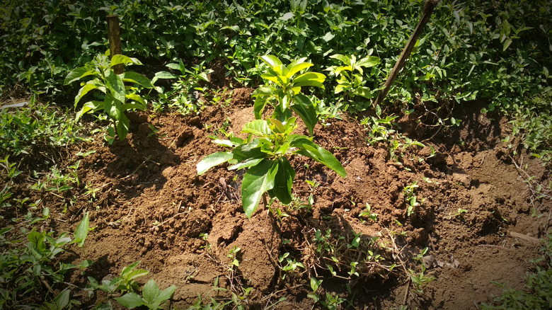 Newly planted avocado trees