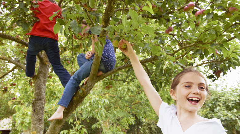 Kids picking apples from tree