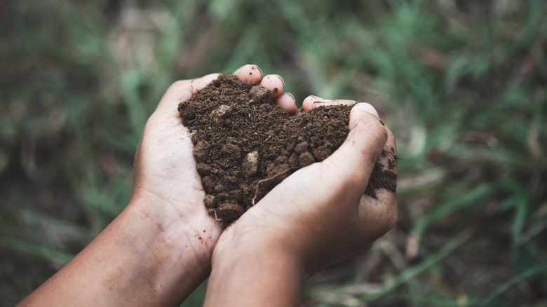 Hands holding soil