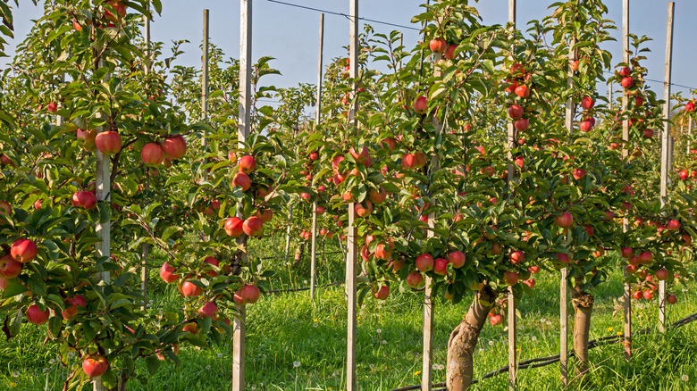 Apple trees trained on fencing