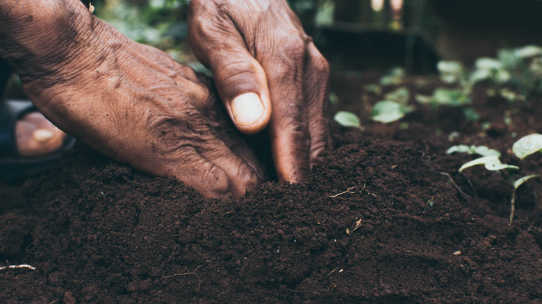 person planting seeds in garden