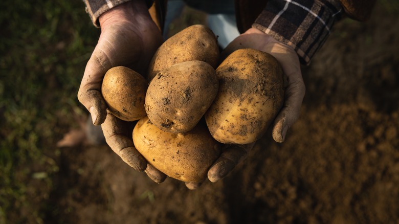 hands holding potatoes in dirt