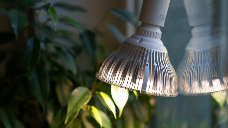 grow light illuminating plant