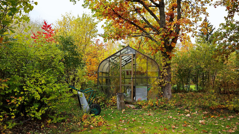 empty greenhouse fall yard