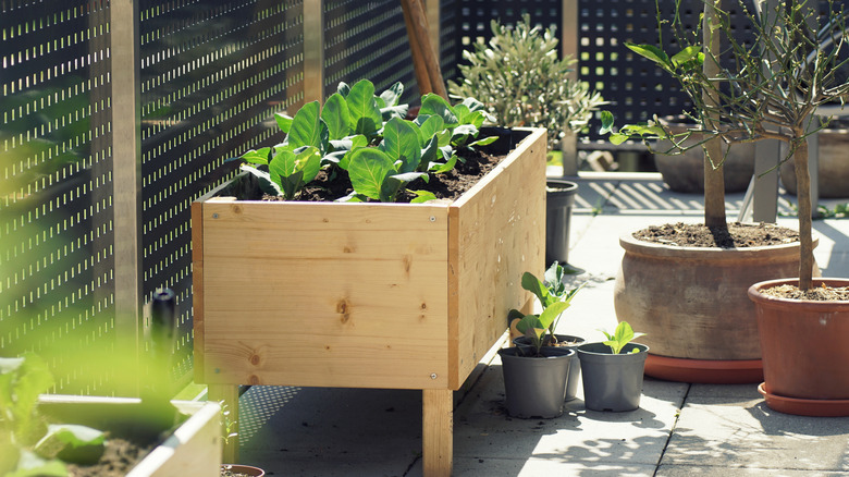 small garden in wooden box