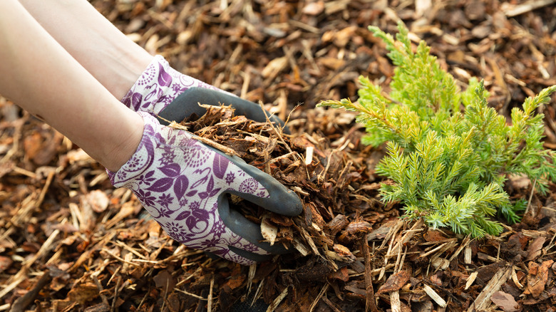 gardener mulching around evergreen tree