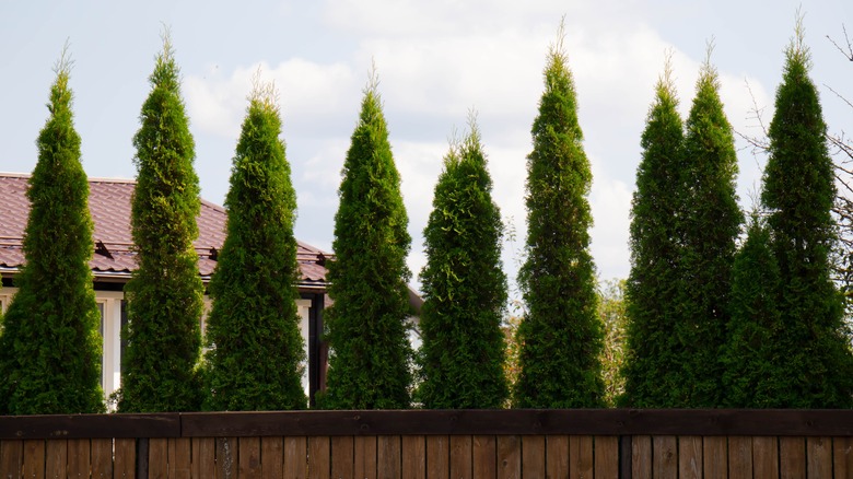 evergreen privacy hedge