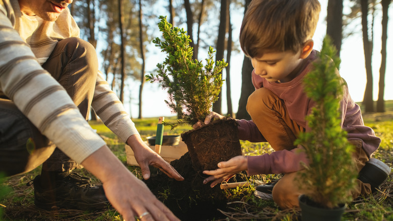 family planting evergreen trees