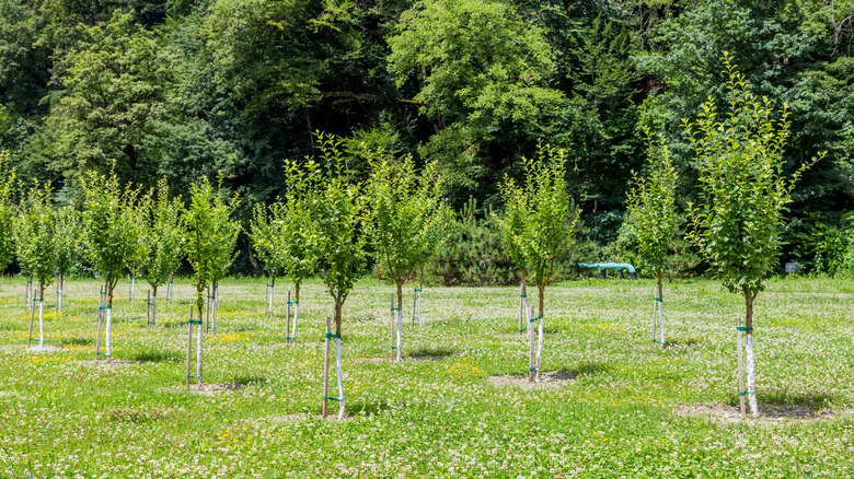 planted trees in park