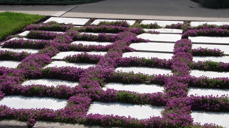 Creeping thyme with purple blooms between pavers