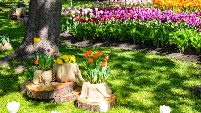 tulip garden