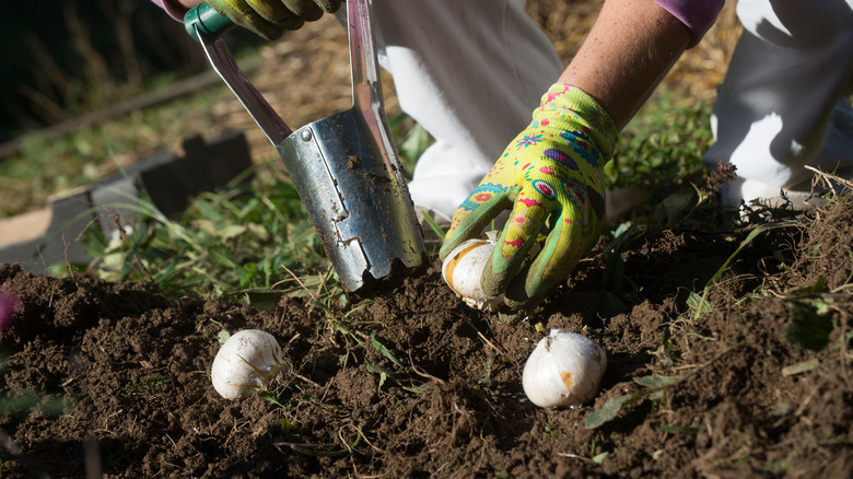 planting bulbs