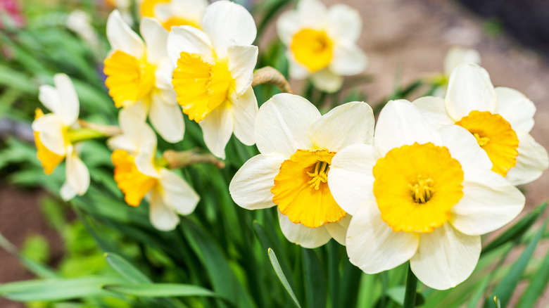 daffodils