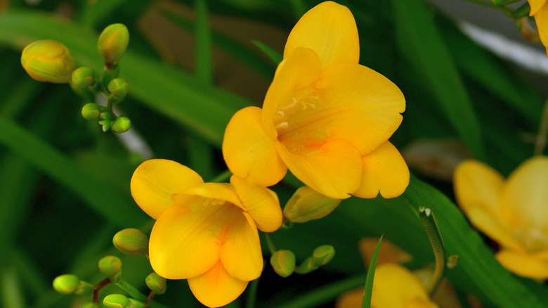 yellow freesia flowers