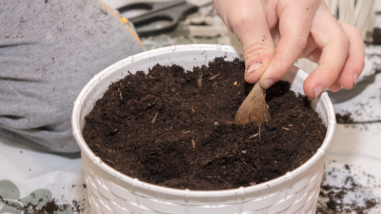 planting freesia corms in a white pot