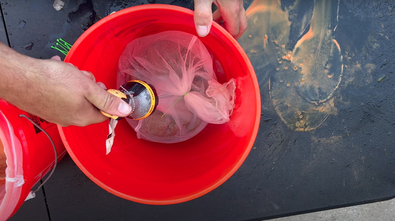 Person filling a bucket with water for pre-germinating grass seeds