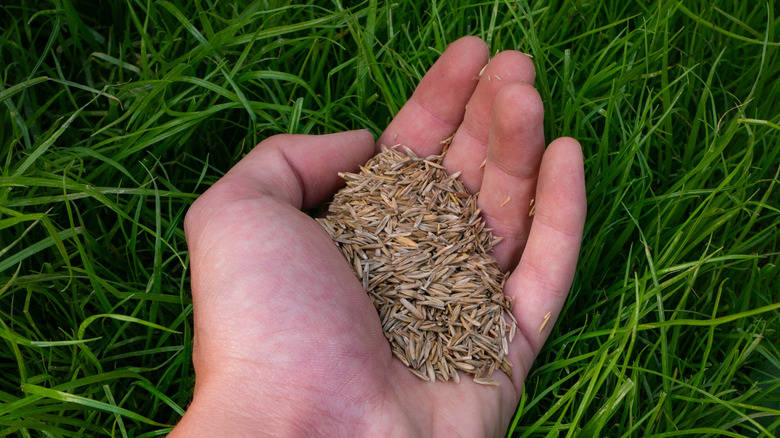 A hand full of grass seeds held over a bright green lawn.