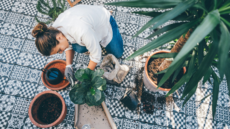 Woman gardening and repotting plant at the backyard.