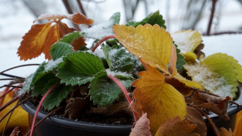 strawberry plant covered in snow