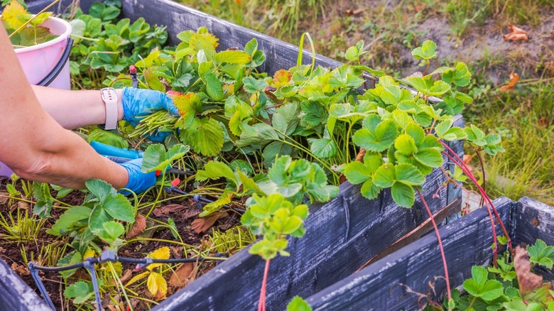 autumn prep strawberry plants