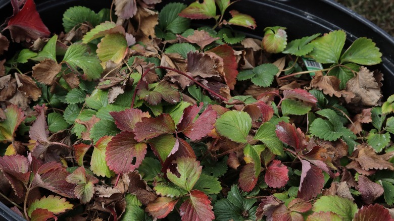 dormant strawberry plants