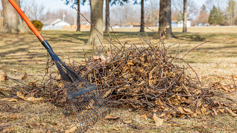 Pile of tree branches