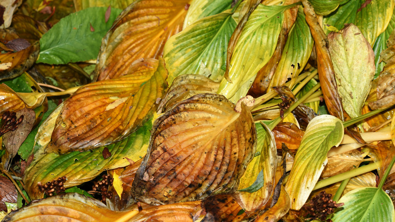 Dying hosta plant