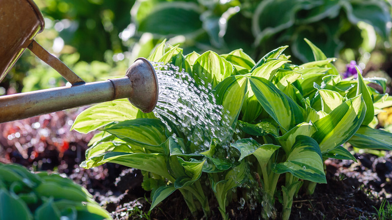 Watering small hosta plant