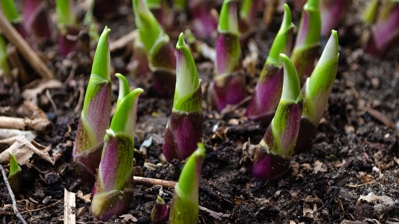 hosta shoots in dirt