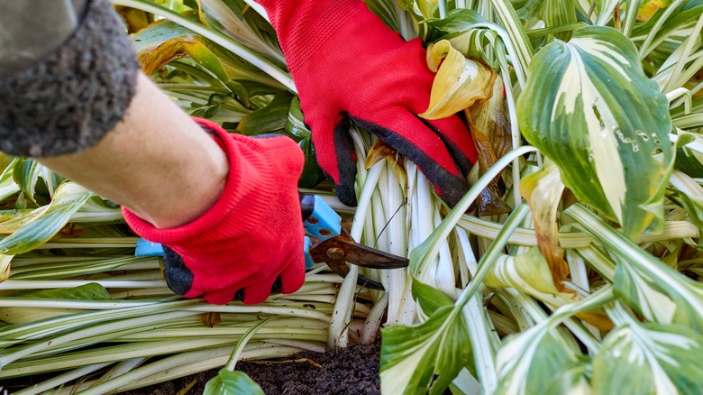 Pruning hosta plant