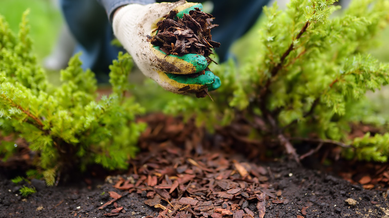 Person mulching the garden