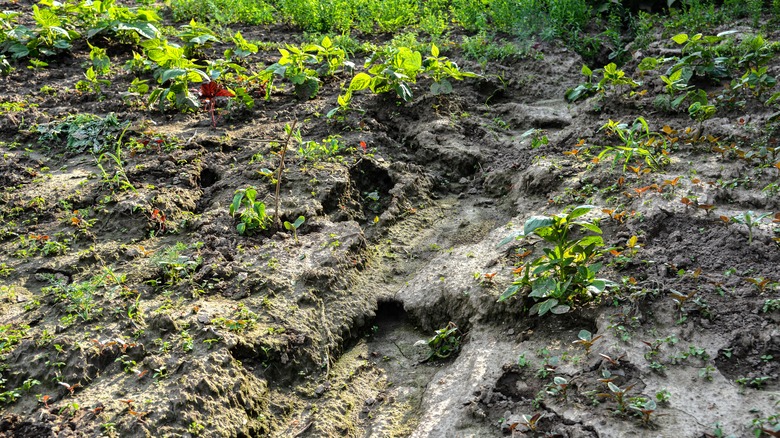 Waterlogged garden soil