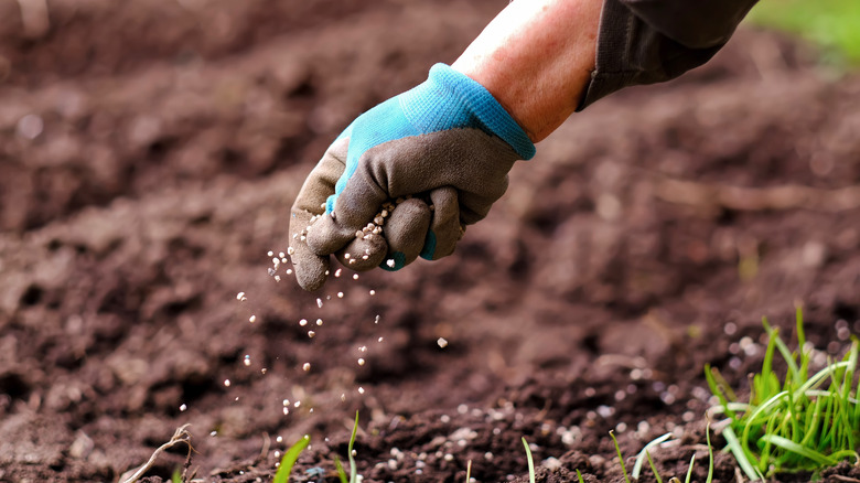 Person applying granular fertilizer