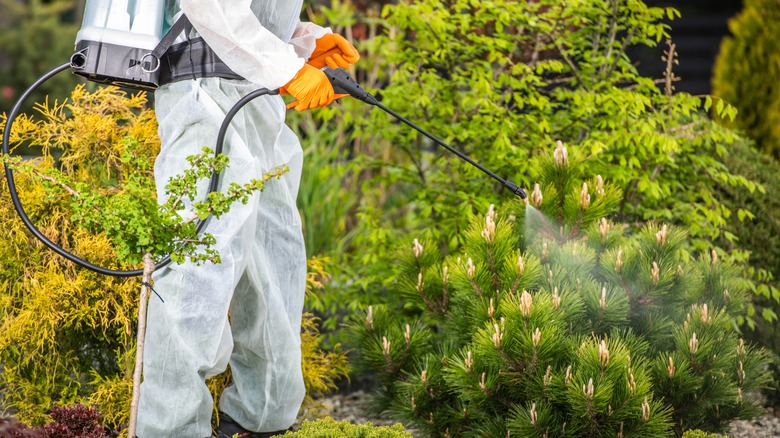 Spraying for garden pests