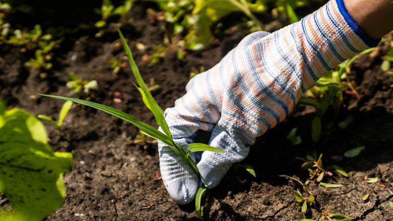 Person weeding the garden