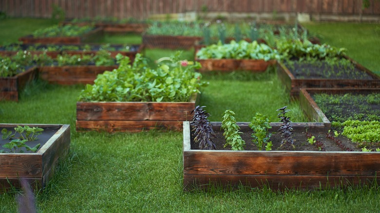 Crops in garden beds