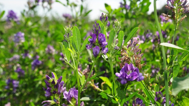 Alfalfa flowers in bloom