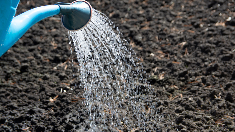 Person watering the soil