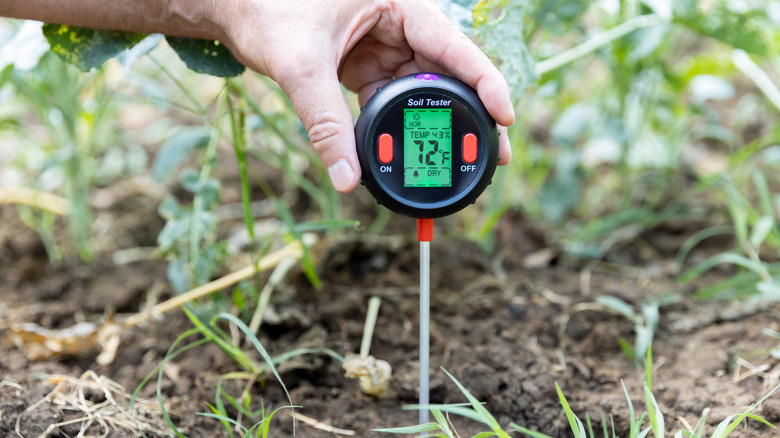 Person using soil tester