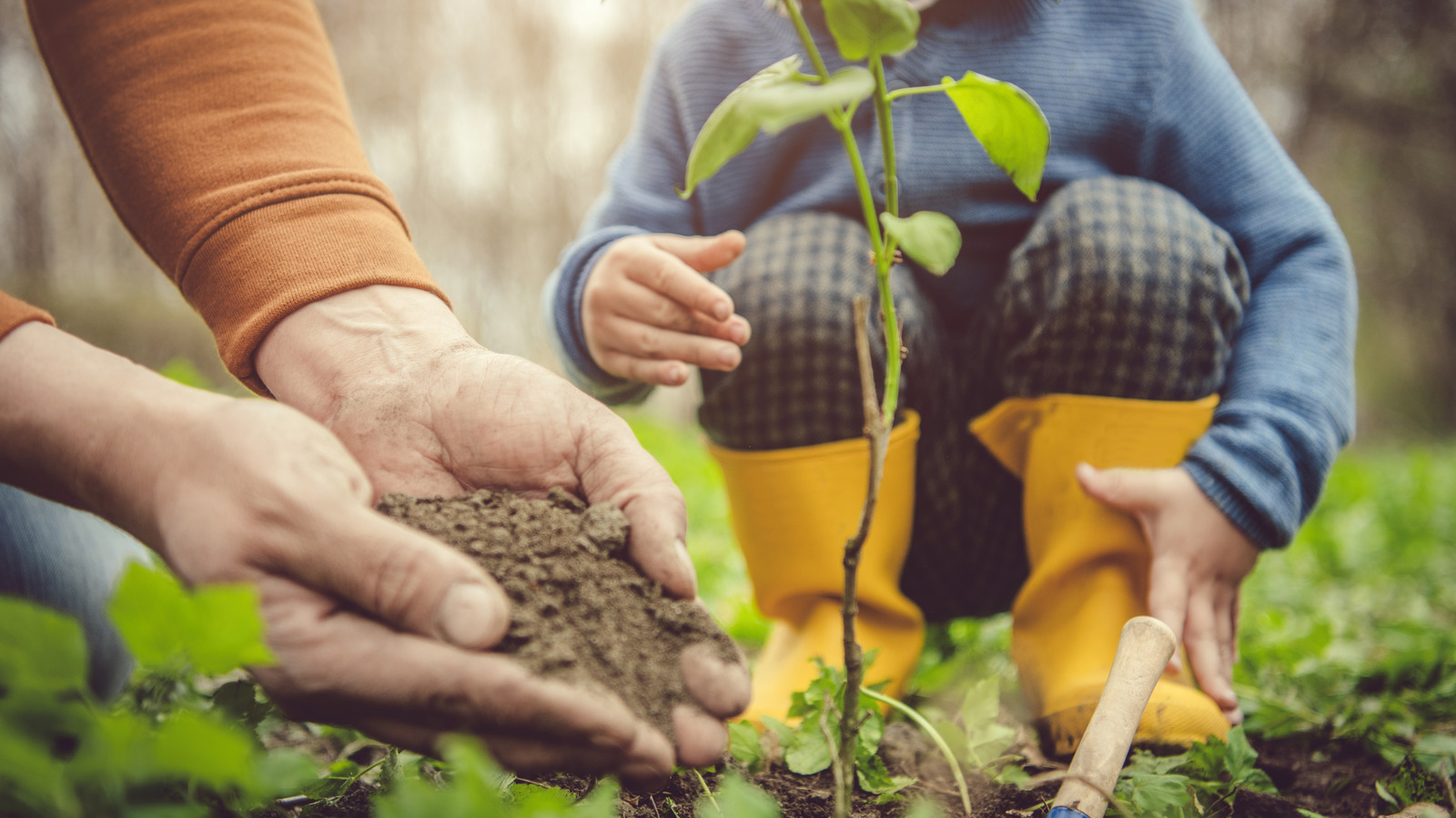 How To Prep Your Yard's Soil Before Planting A Tree