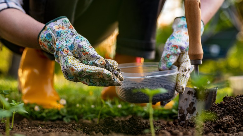 Woman adding fertilizer to soil