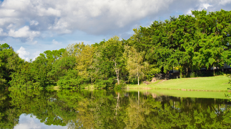 Lush green park with reflective pond